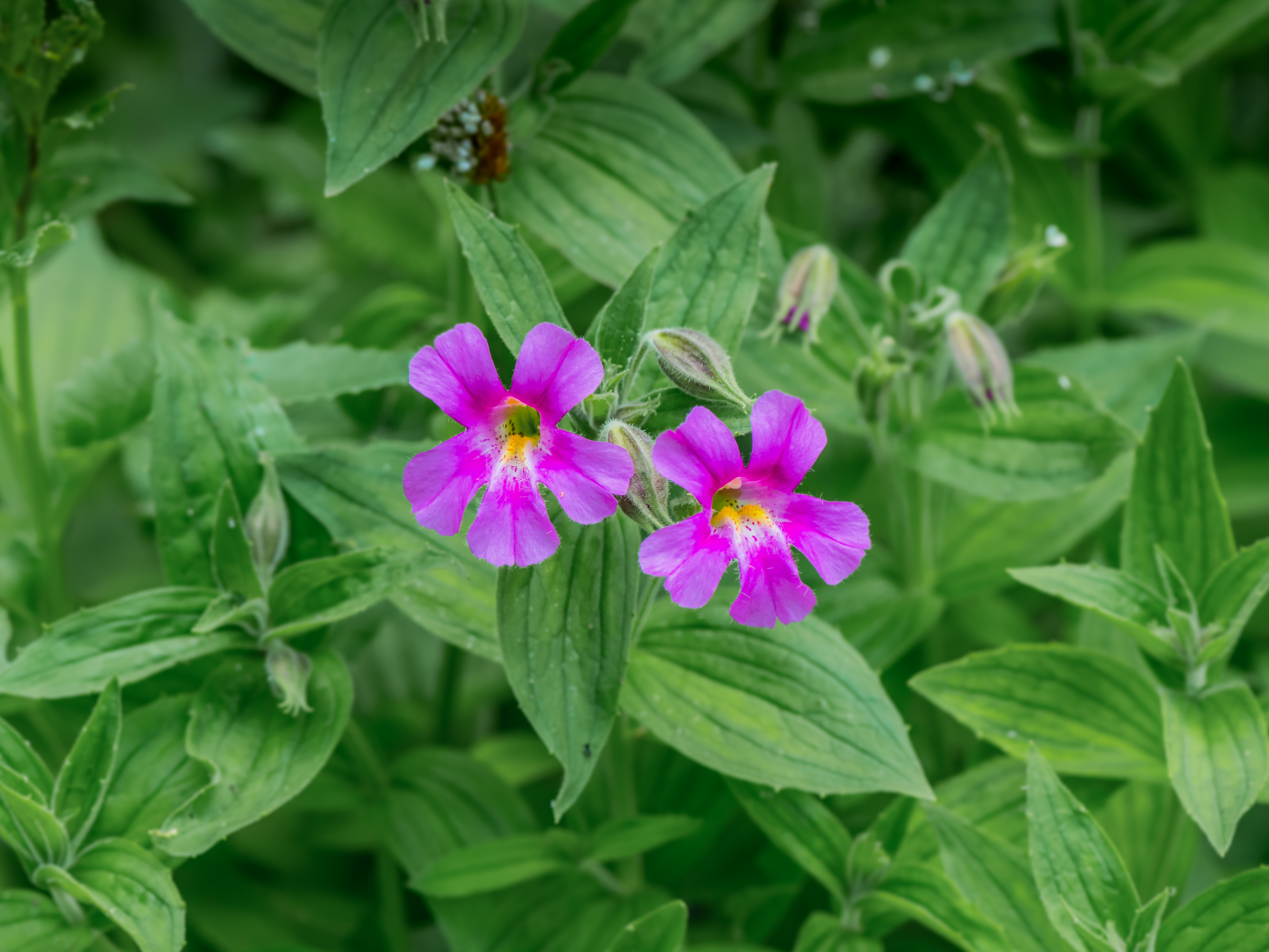 >Lewis’s monkeyflower blooming.